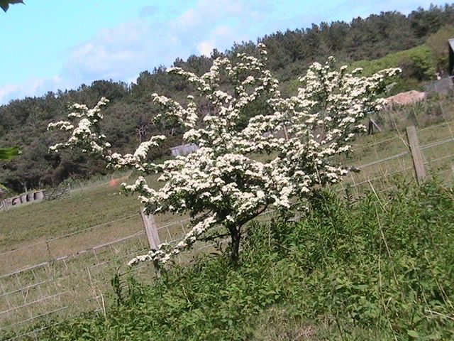 Blossoms