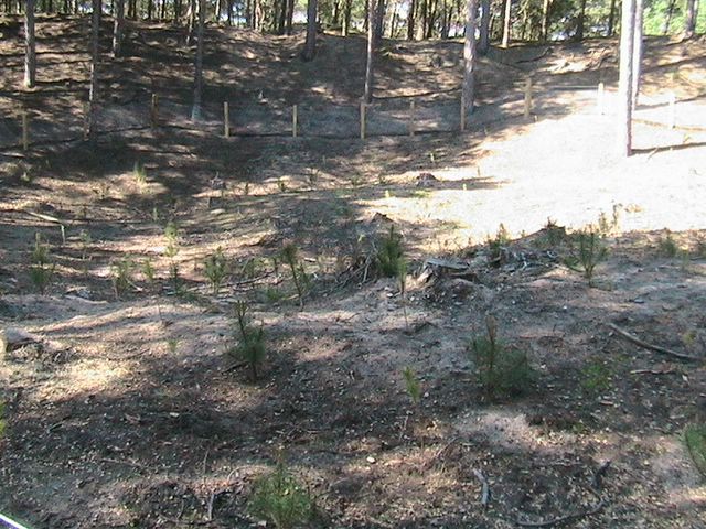 Tree planting
