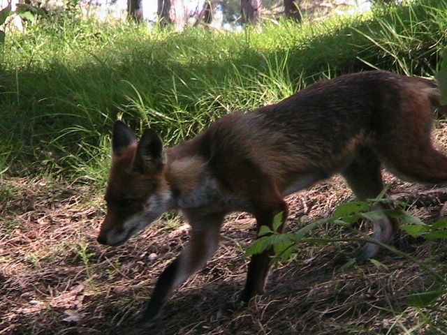 Foxy