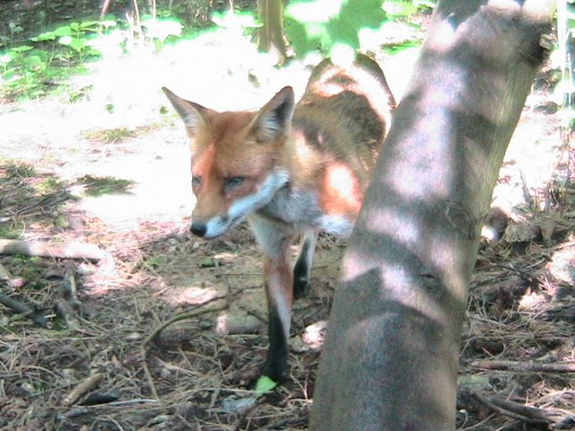Foxy away
