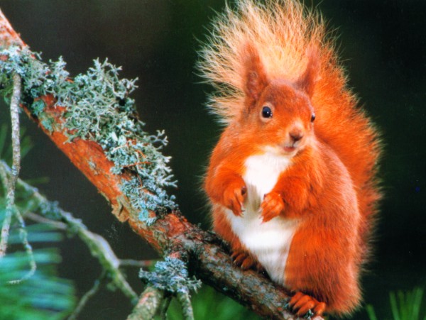 Squirrel